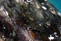 Bovichtus angustifrons