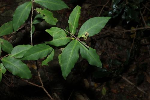 red muttonwood (Myrsine subsessilis)