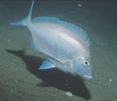 Nemadactylus douglasii