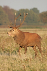 Cervus elaphus elaphus