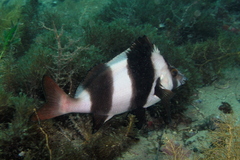 Pseudogoniistius nigripes