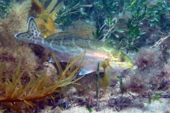 Black Butterfish photo 5