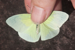 Aphrissa statira statira