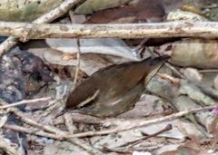 Urosphena squameiceps