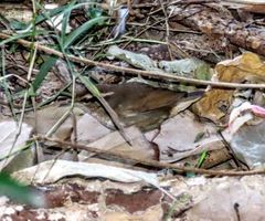 Urosphena squameiceps