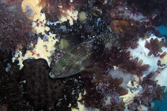 Notolabrus tetricus