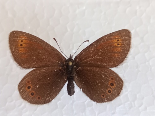 Bulgarian Ringlet