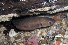Pseudophycis palmata