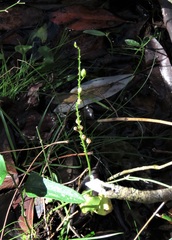 Malaxis spicata