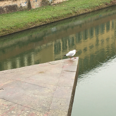 Chroicocephalus ridibundus