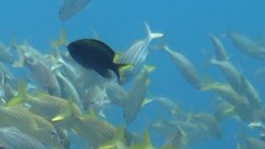 Chromis insolata