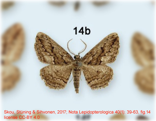 Ekboarmia fascinataria