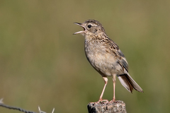 Anthus hellmayri