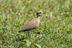 Cursorius temminckii