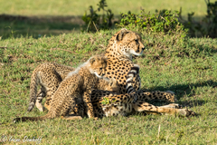 Cheetah photo 2