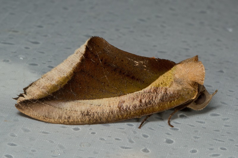 Eudocima dividens