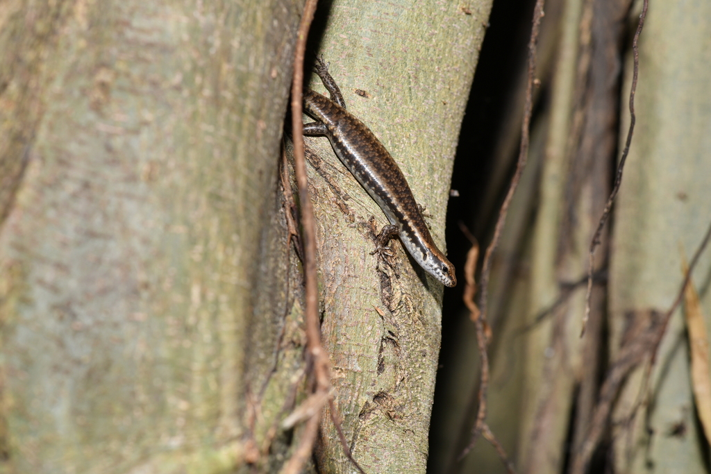 Dark Barsided Skink