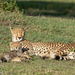 Southern and Eastern African Cheetah - Photo (c) Irene Domhoff, some rights reserved (CC BY-NC), uploaded by Irene Domhoff