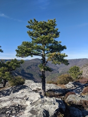 Pinus pungens