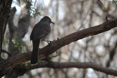 Toxostoma curvirostre