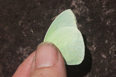 Aphrissa statira statira