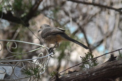 Toxostoma curvirostre