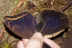 Caligopsis seleucida