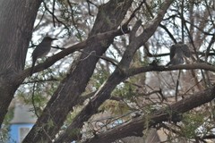 Toxostoma curvirostre