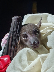 Solomons Naked-Backed Fruit Bat photo 2