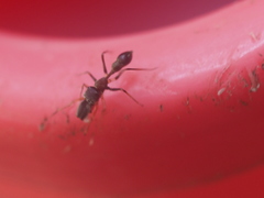 Myrmarachne melanocephala