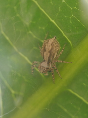 Salticidae
