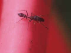 Myrmarachne melanocephala