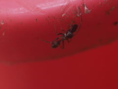 Myrmarachne melanocephala