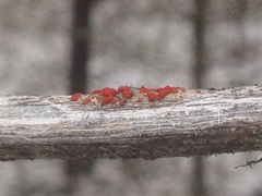 Ramboldia gowardiana