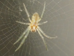 Nephilengys malabarensis