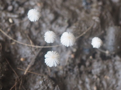 Fungi