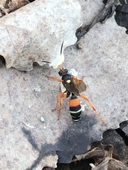 Ichneumon ambulatorius