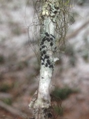 Mycoblastus sanguinarius