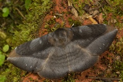 Ganisa similis