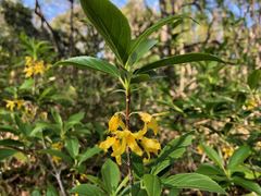 Forsythia viridissima