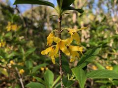 Forsythia viridissima