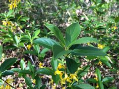 Forsythia viridissima
