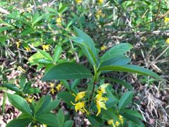 Forsythia viridissima