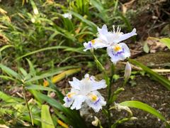 Iris japonica