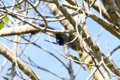 Anthracothorax viridis