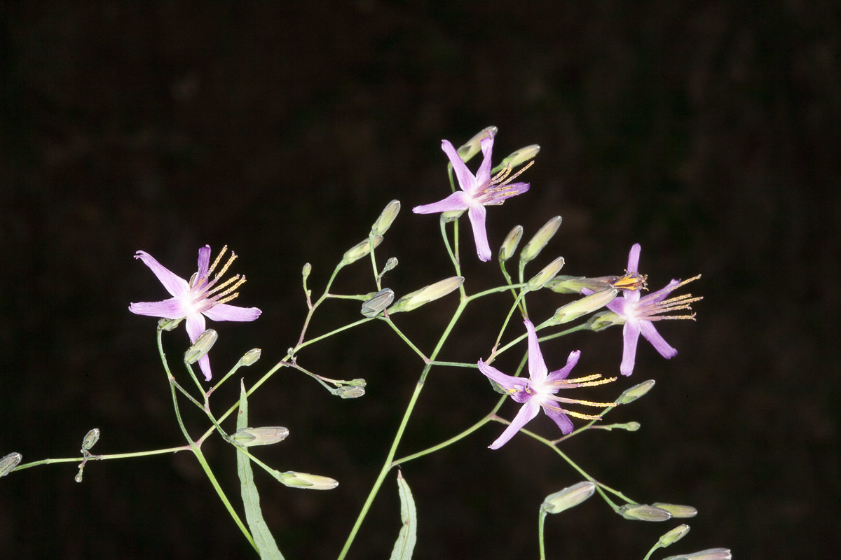 Prenanthes