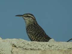 Campylorhynchus yucatanicus