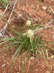 Cyperus cristatus