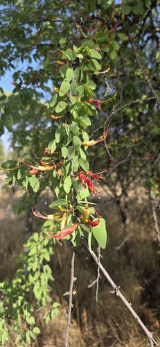 Lysiphyllum carronii, 2025-10-28