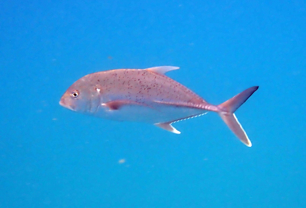 Brassy trevally (Caranx papuensis) — Carangidae